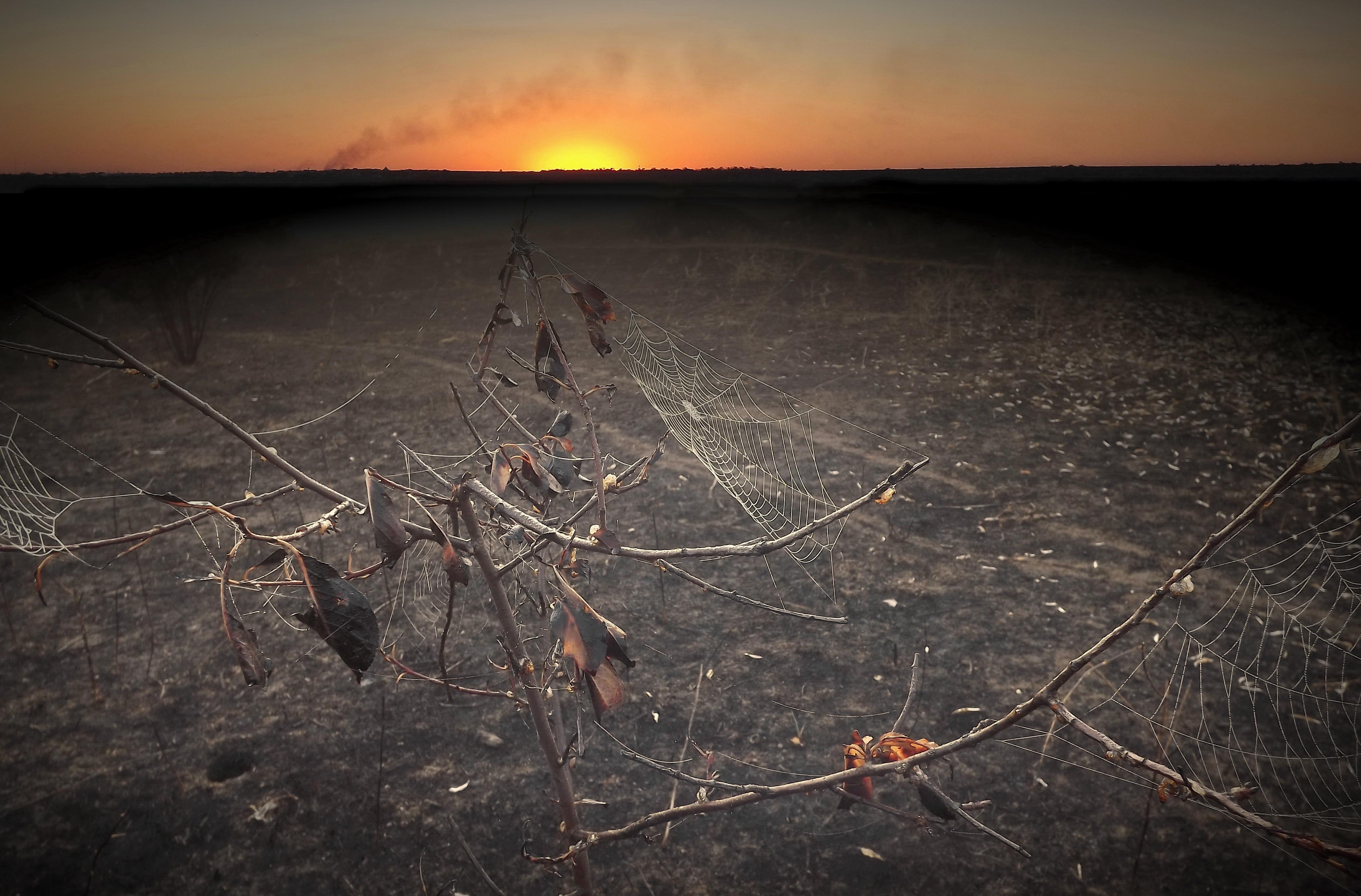 Пожар в саду