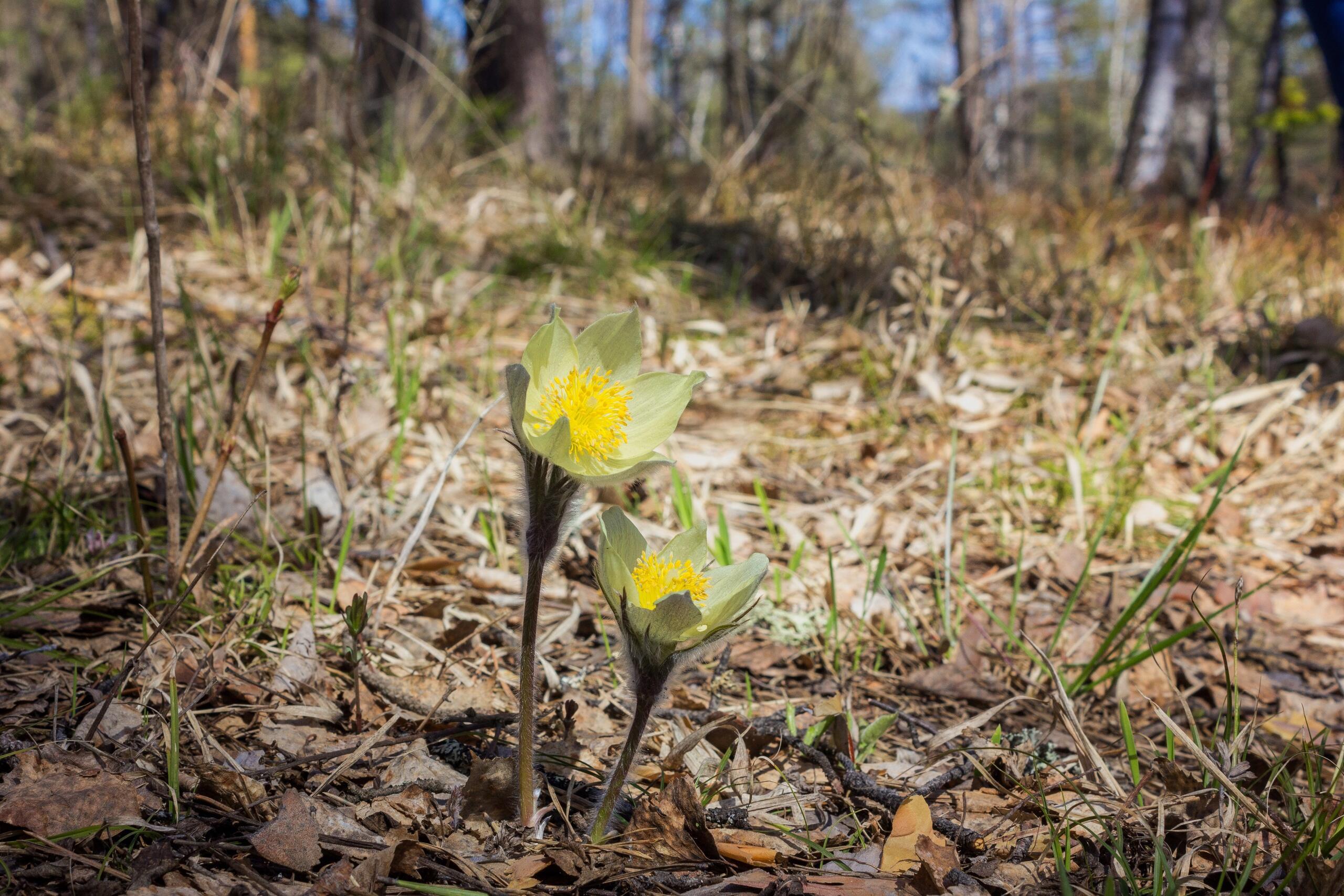 Весеннее коварство