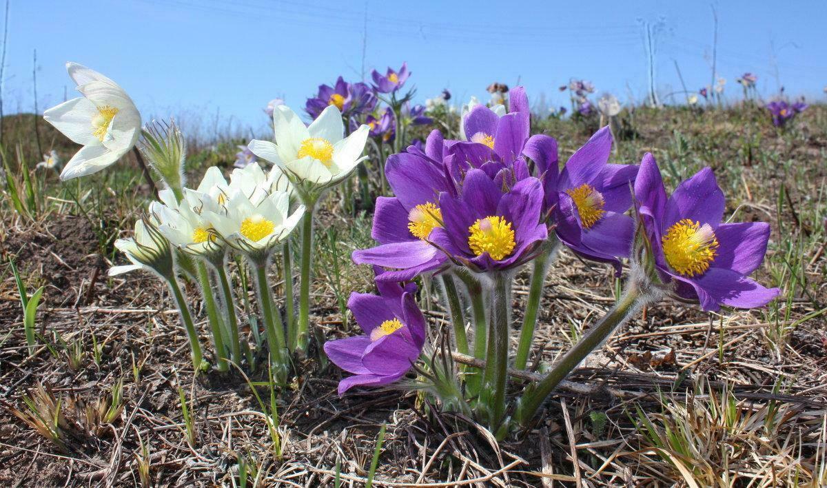 Тиха дорожка у апреля.
