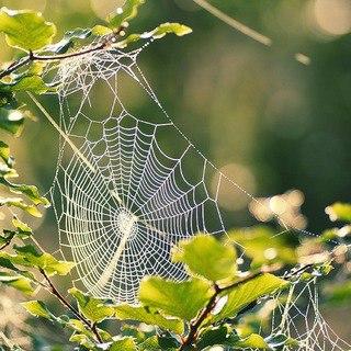 "Паутина жизни"
