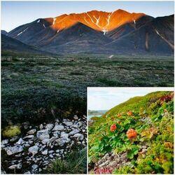 Чукотская тундра