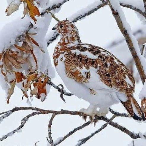 Куропатка...ассоциация на фото