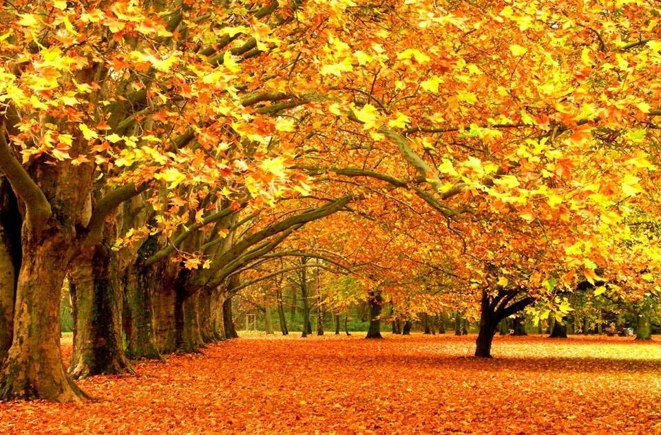 Осень - красавица