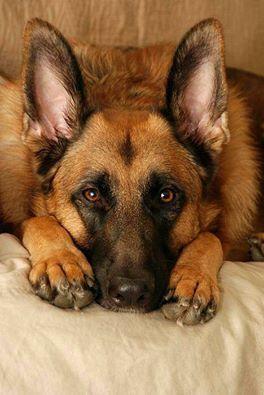 Псы-либералы