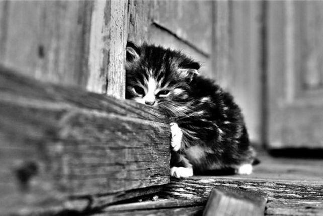 Брошенному котенку