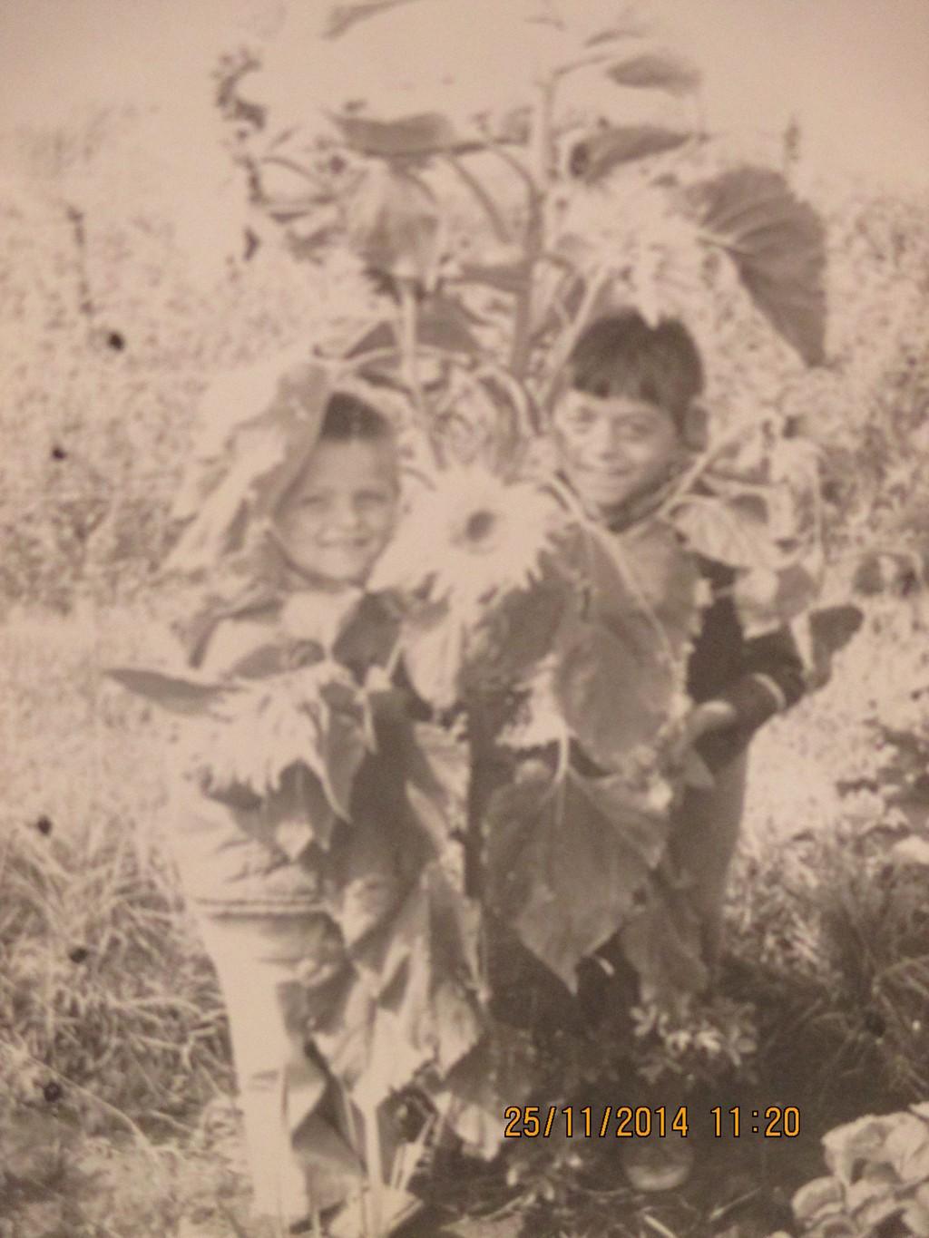 Подсолнухи.