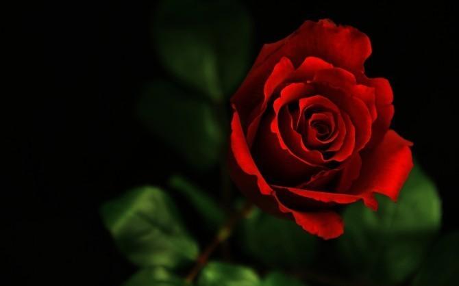 Троянда кохання