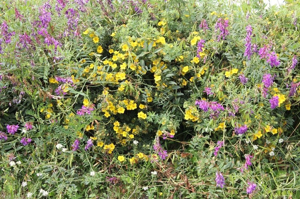 Короткие о цветах.