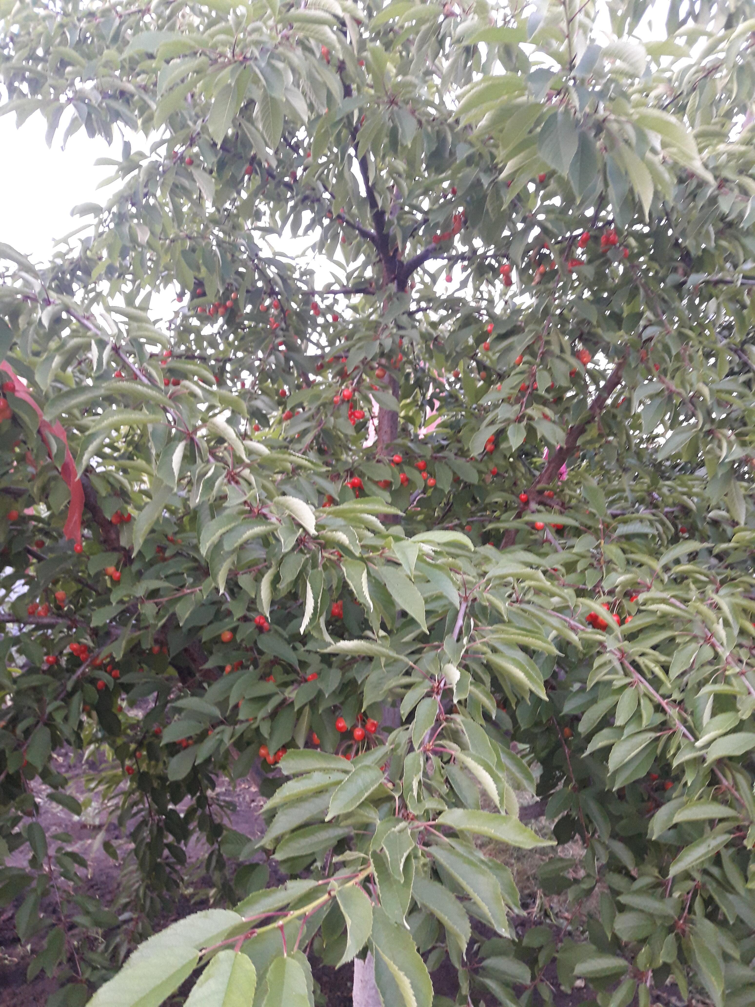 ПРЕКРАСНОЕ ЛЕТО