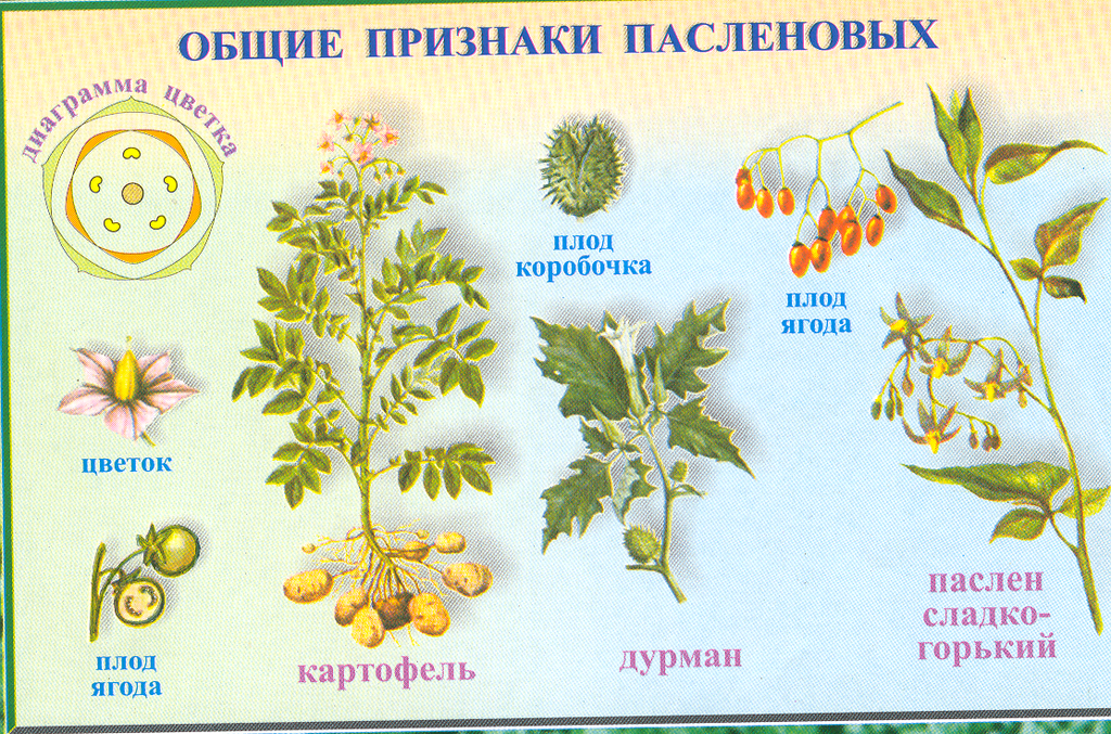 ВЕСТИ С ПОЛЕЙ № 49 (ЖИЗНЬ КРЕСТЬЯНСКАЯ)