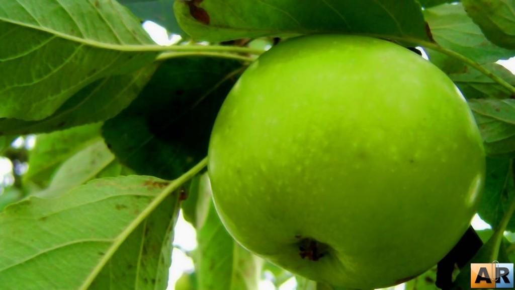 Четыре вкуса Бытия