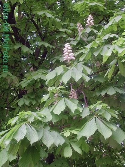 Каштаны расцвели в моей Одессе