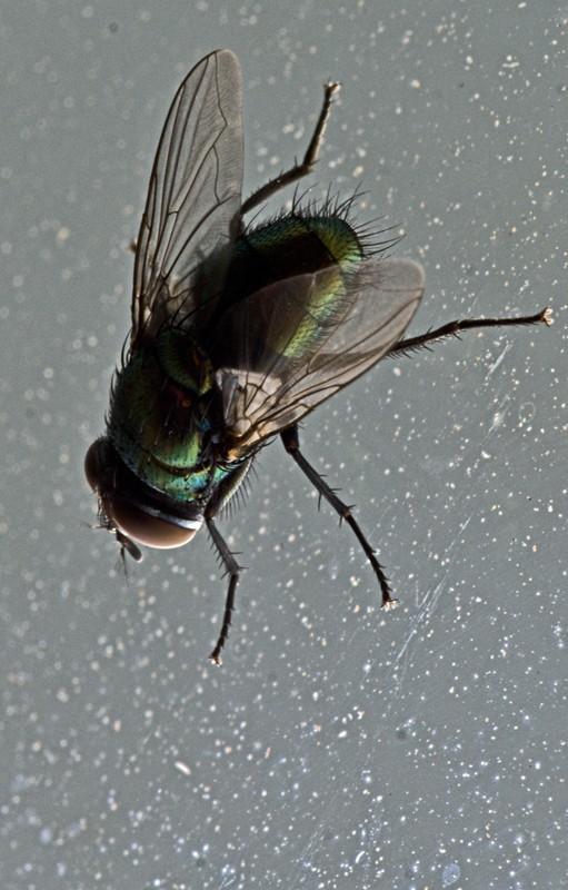 ГВОЗДЁМ К СТЕКЛУ (валик)