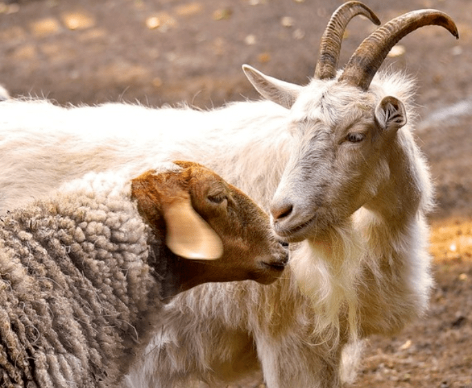 Овцы и козлы