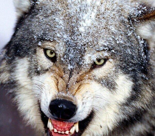 Ответ поэту - Медведь Белый - ВОЛКОВ БОЯТЬСЯ