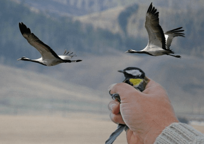 ЛУЧШЕ СИНИЦА В РУКАХ?