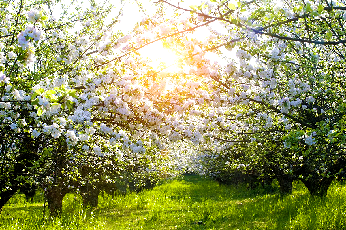 Отболею маем