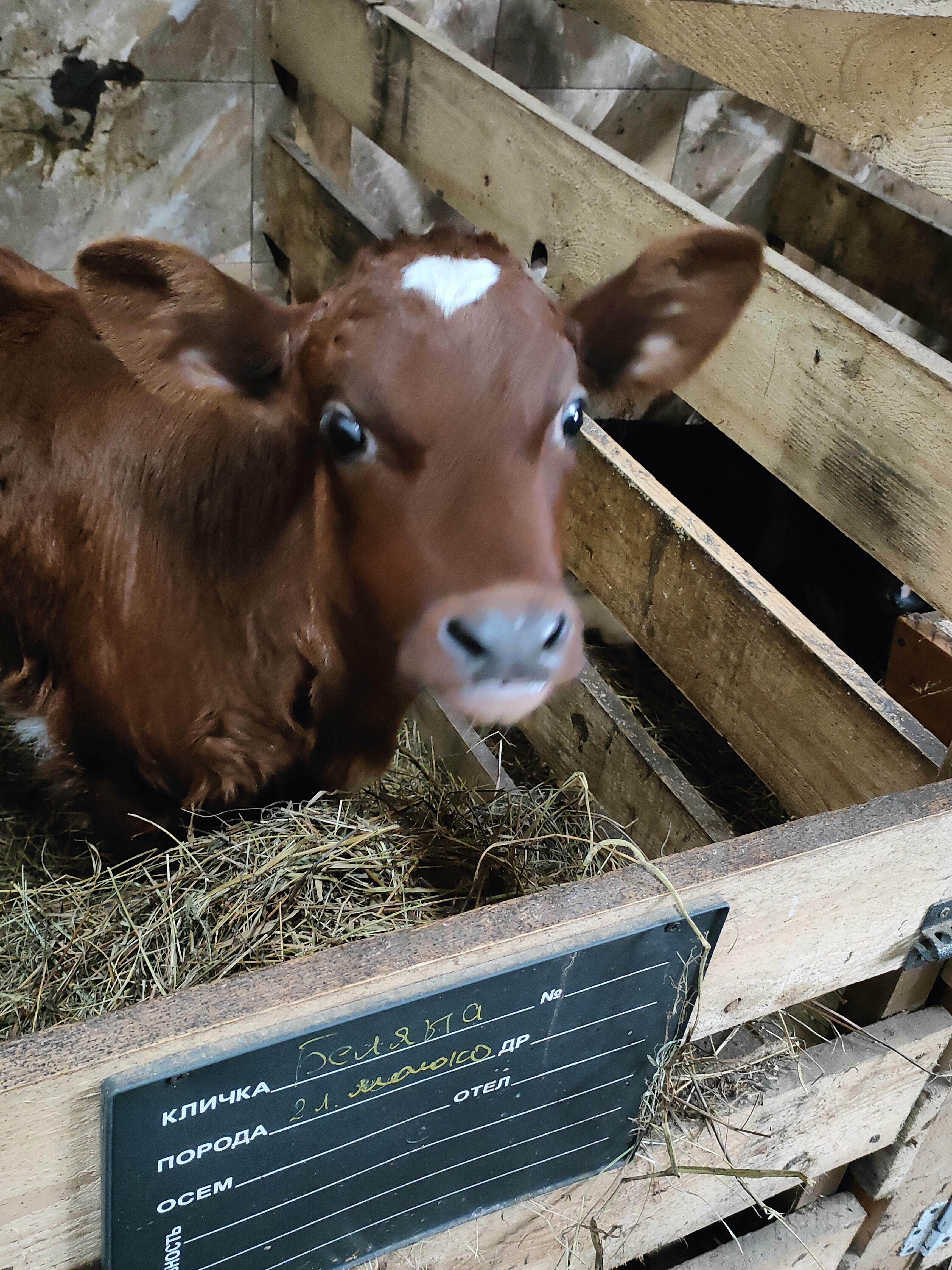 Телячьи нежности