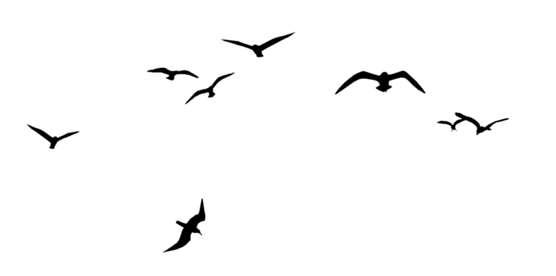 Перелётные птицы высоты не боятся