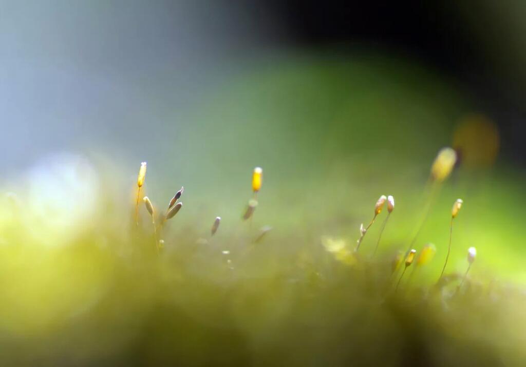 Безмятежность