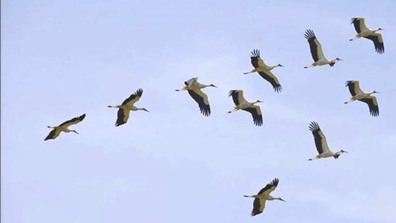 УЛЕТЕЛИ ЖУРАВЛИ