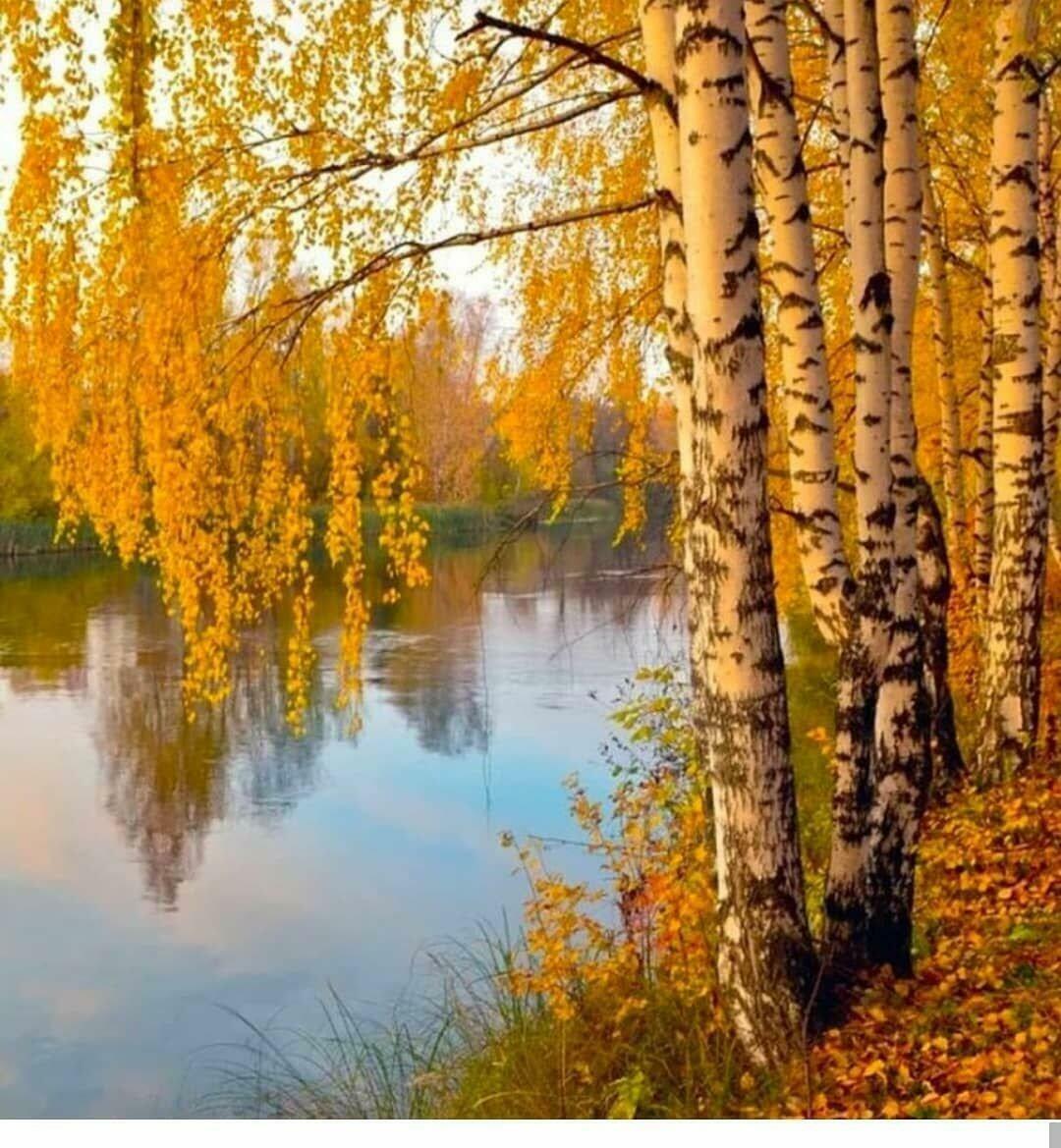 ЗОЛОТИСТАЯ ШАЛЬ ДЛЯ БЕРЁЗ И РОДНИК