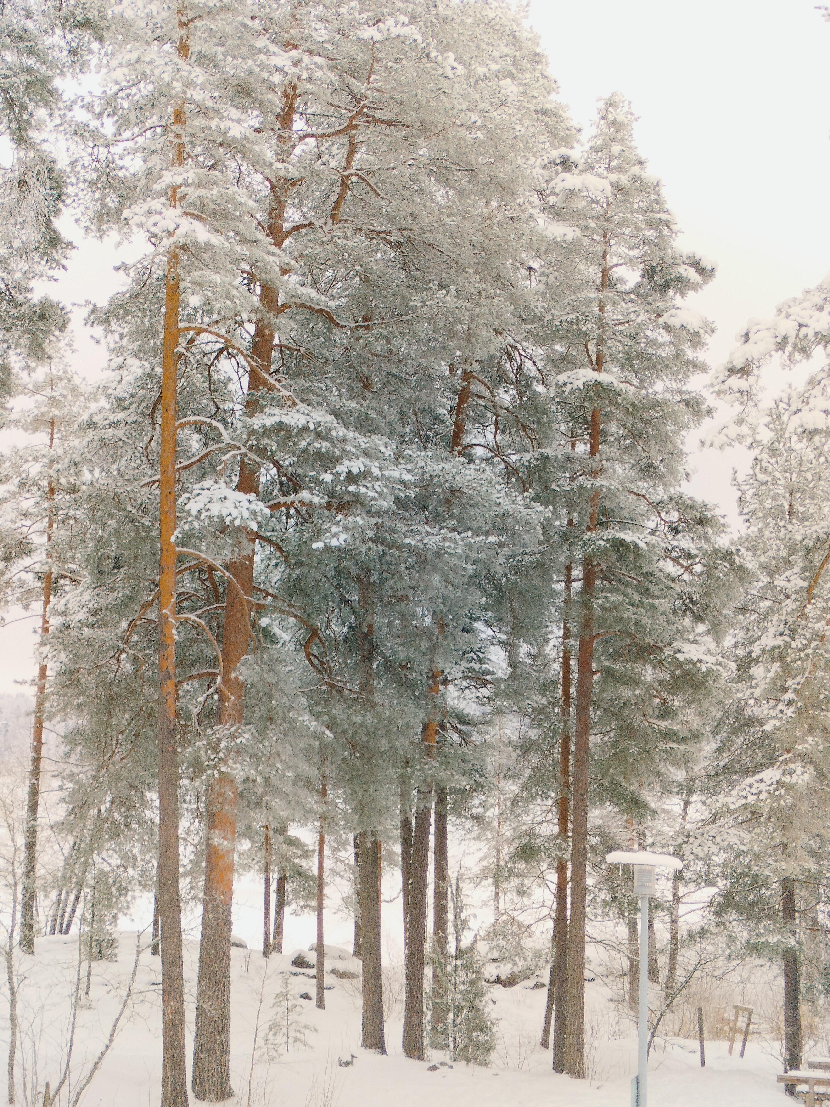 Северный север