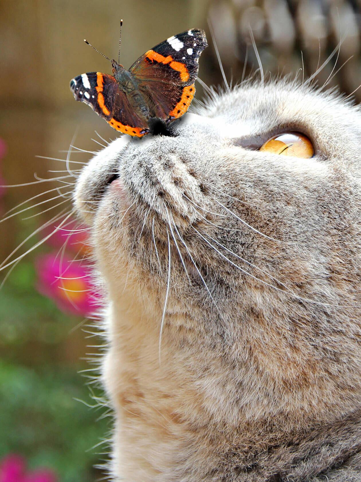 Лето на носу. Макро животные. Котенок с бабочкой. Бабочка на носу. Позитивные животные.