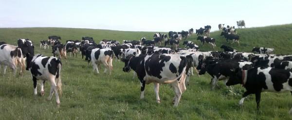 Ночью приснился… нож…