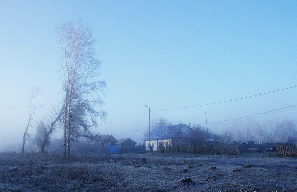 Пеньки от спиленных берёз