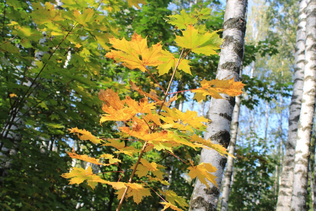 ЛЕТНИЙ СЕНТЯБРЬ