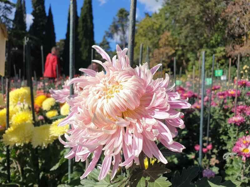 Первый день Бала хризантем «Осени цветок волшебный»