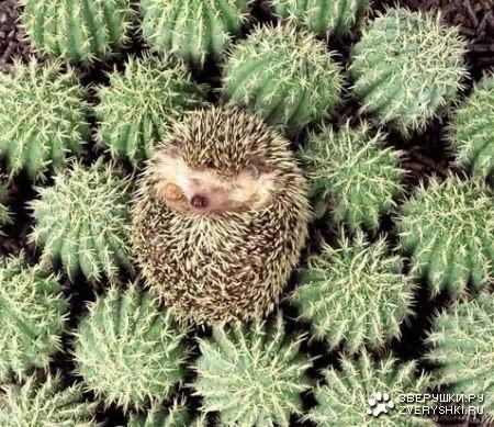 Свой среди чужих