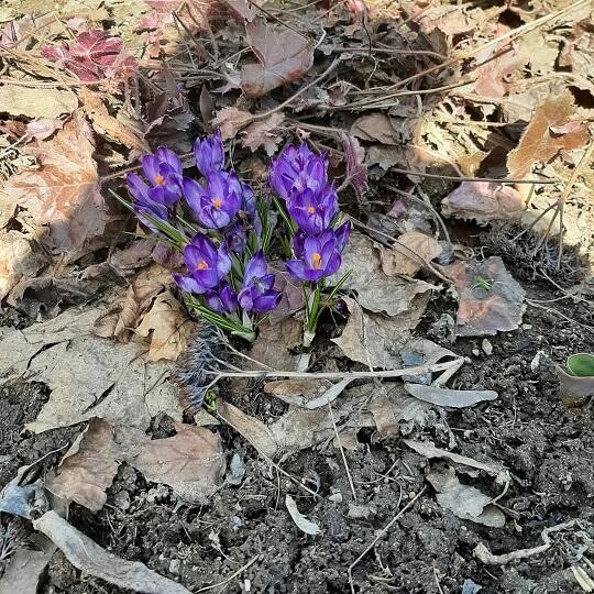 ВОЕННАЯ ВЕСНА