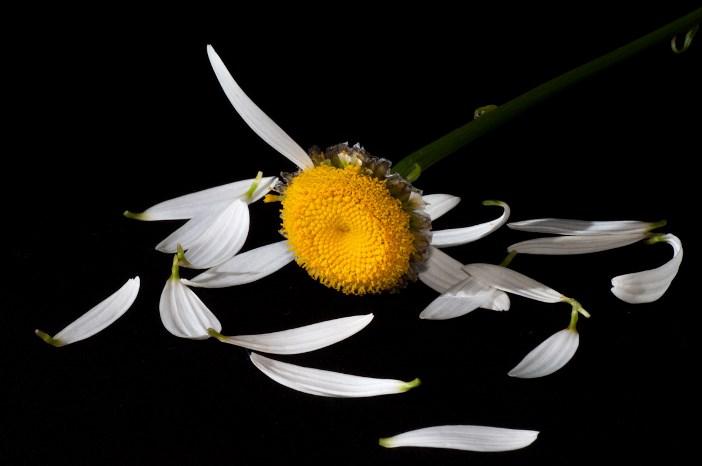 Когда гадаешь на ромашке...