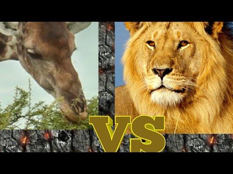 Жираф и Лев