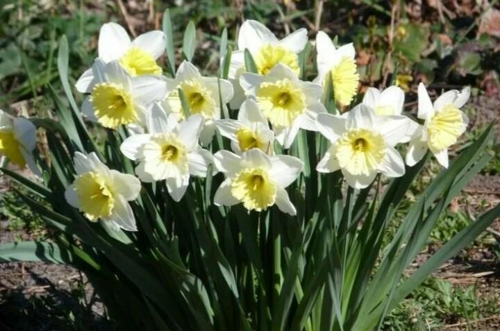 Звёзды- нарциссы