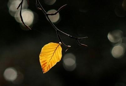 Листвой опавшею шурша...