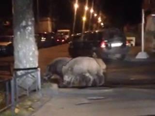 Питер атакует ПИГ-ИЛ!