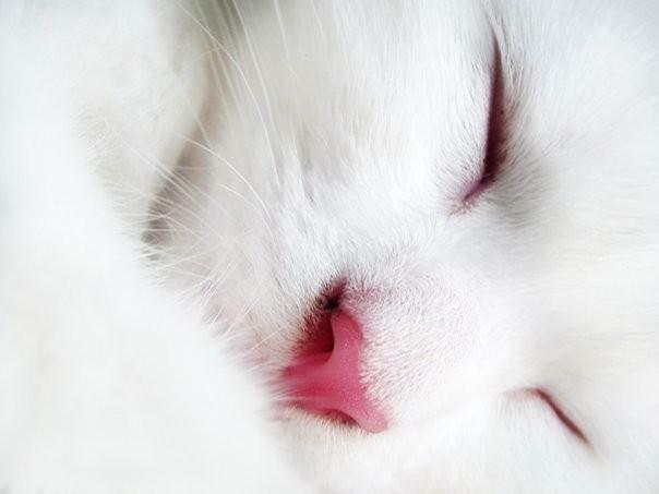 Кошечка