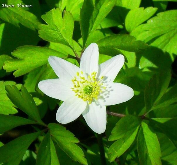 Бодрость и нежность