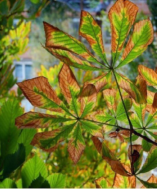 ЕЩЕ НЕ СРОК