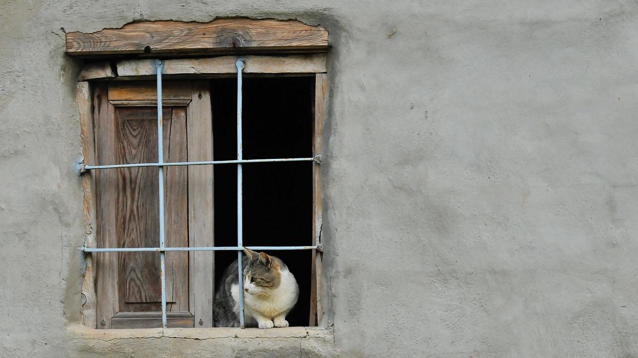 Собака в окне за решеткой