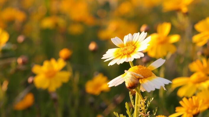 Ностальгия