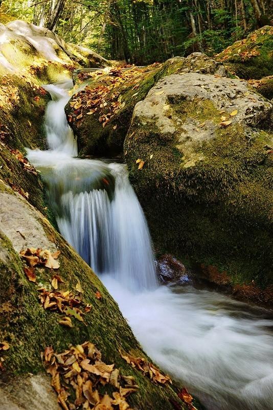 ЛЕСНОЙ РУЧЕЙ