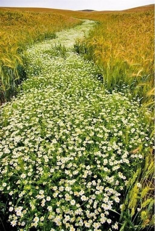 Ромашковое поле...