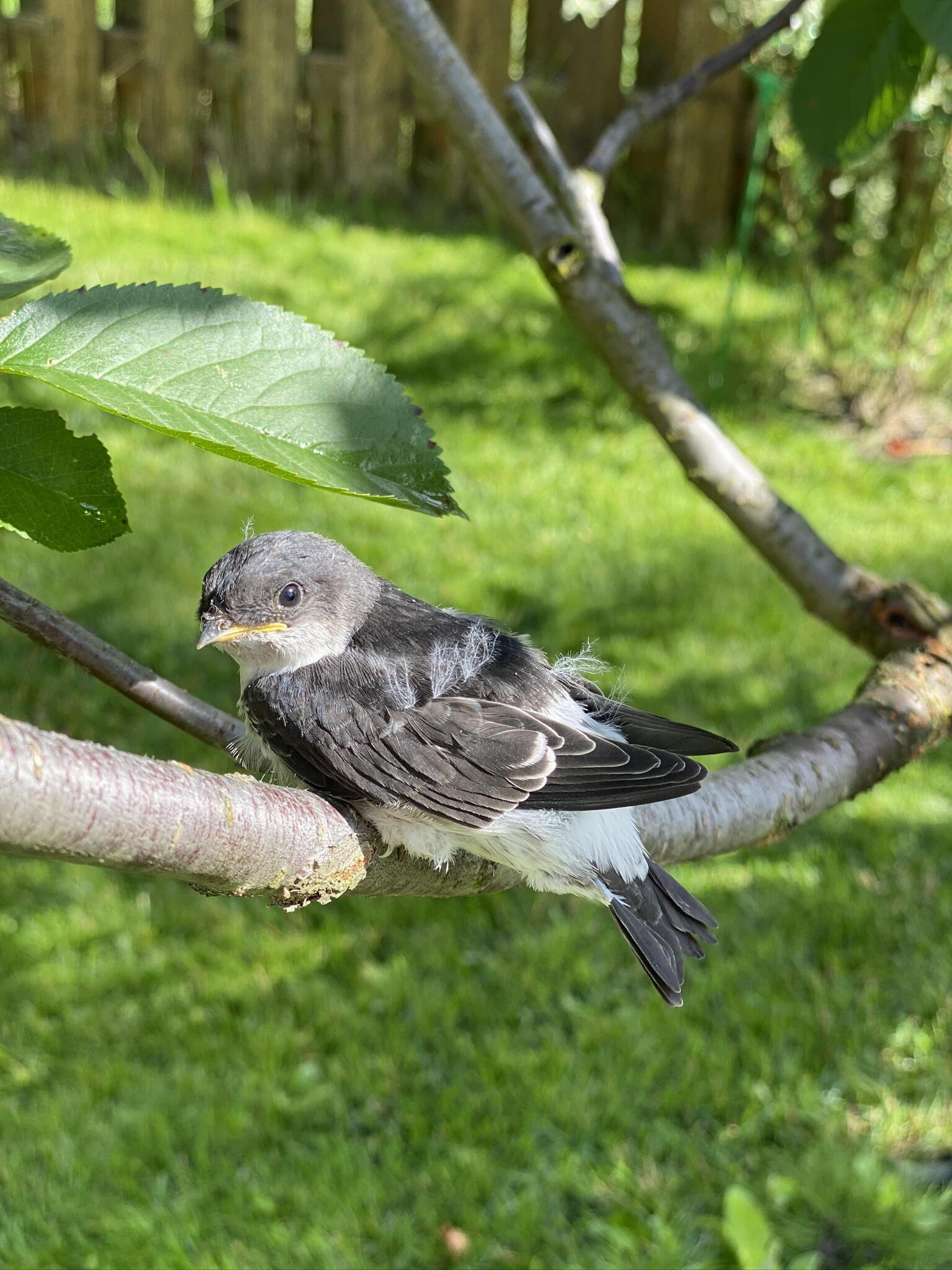 В ДОБРОТУ ЛЮДСКУЮ ОБМАНУЛАСЬ...