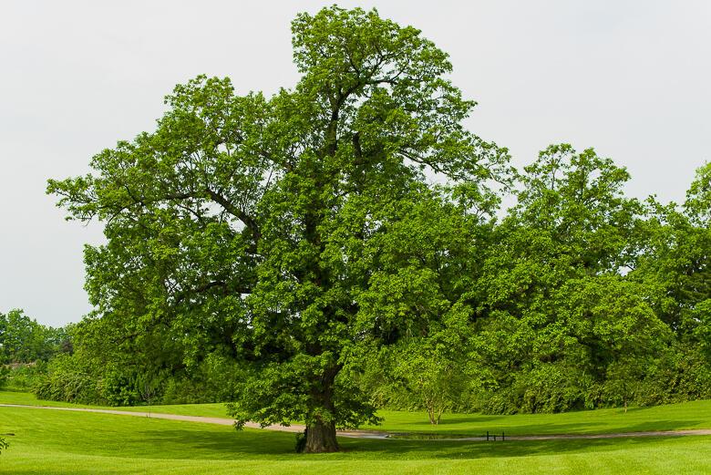 ДО СВИДАНИЯ, ЛЕТНИЙ КЛЁН! /Из цикла "Мой клён"/