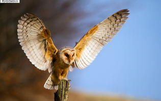 Крылатый взмах совы