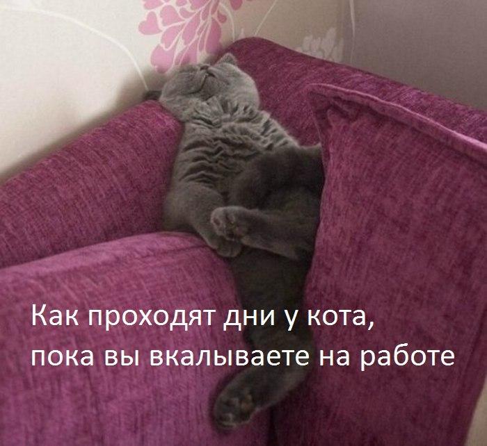 Домашние заботы (котоматрицы)